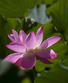 夏日荷塘淡雅粉色荷花盛开图片